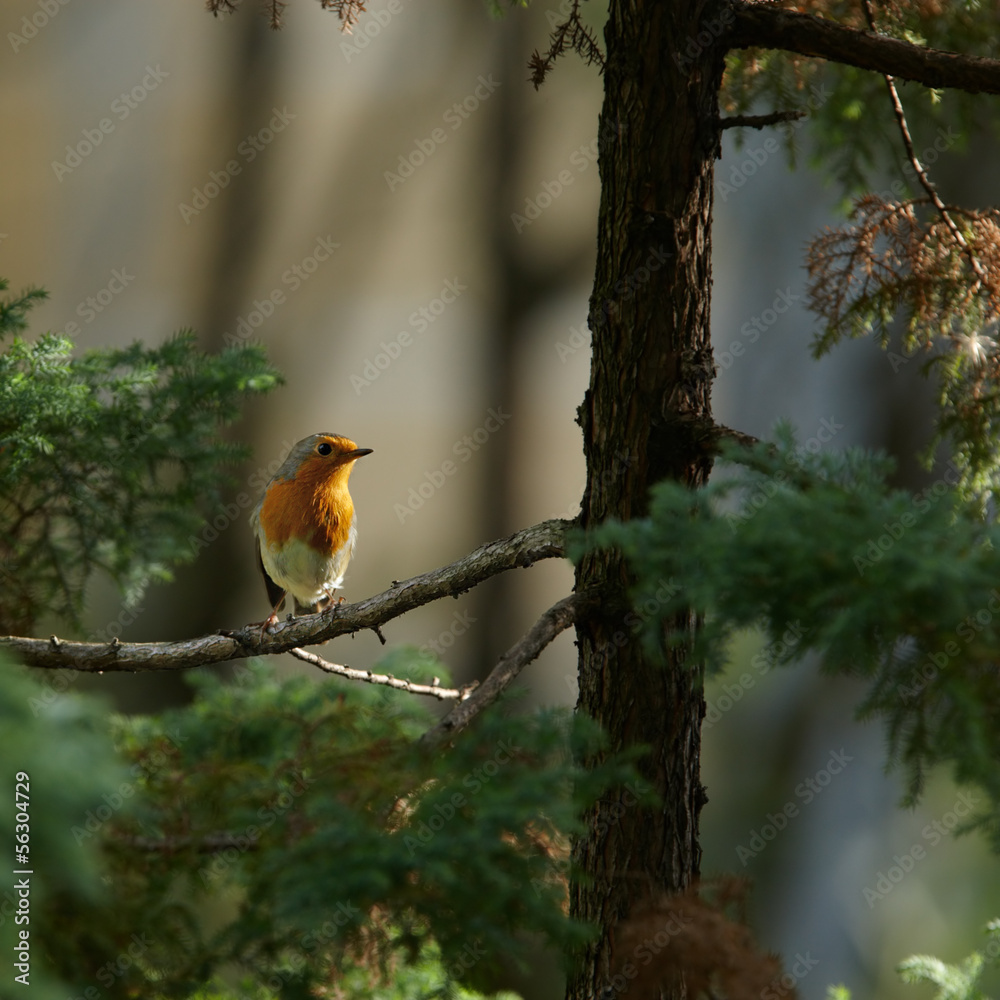 Young robin on branch Young robin on branch