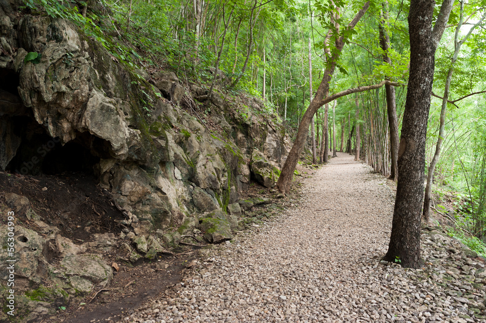 small path in a green forest in spring small path in a green forest in spring