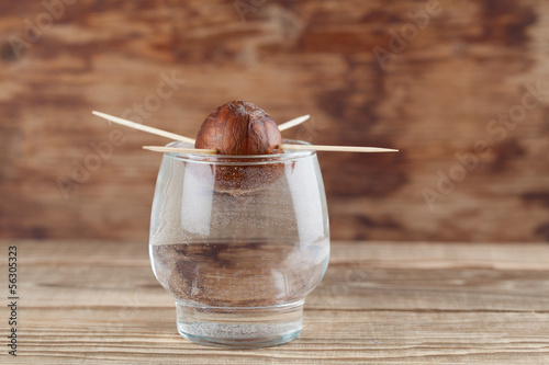 Germinating avocado