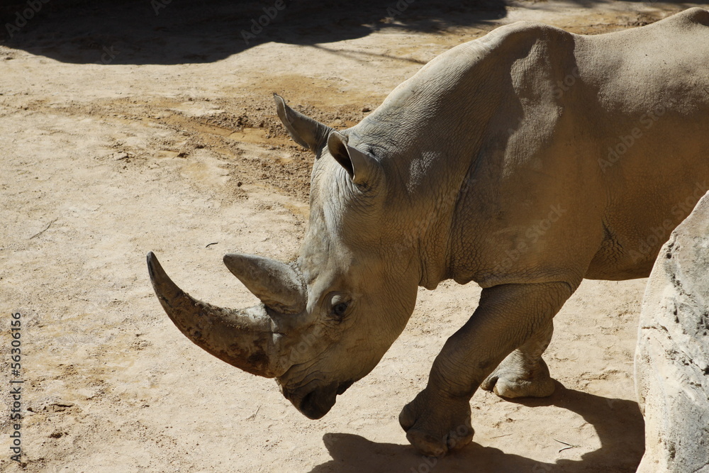 Obraz premium Rinoceronte