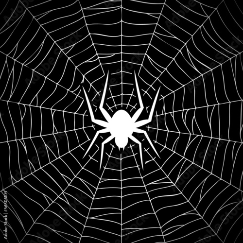 Spider on web