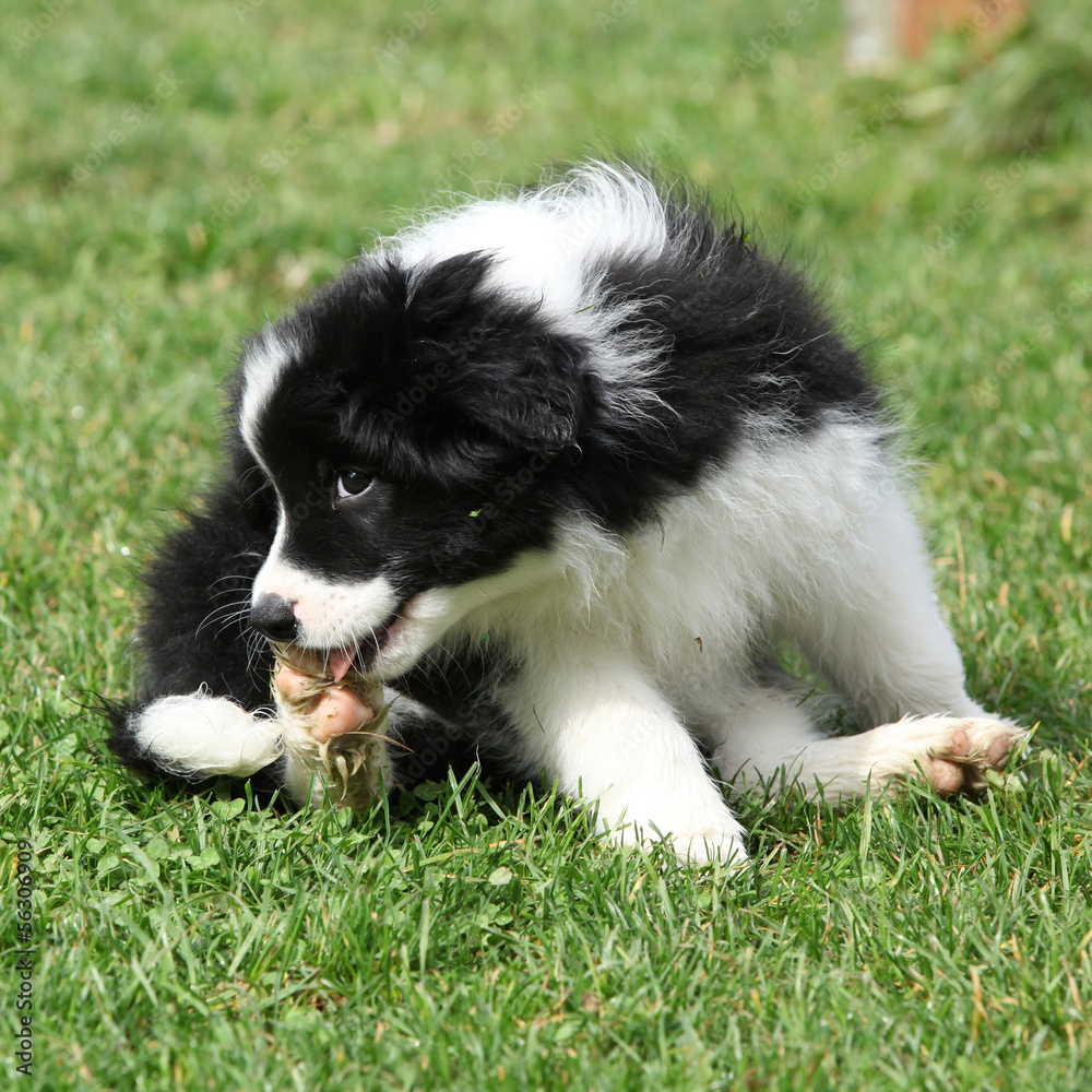 Gorgeous puppy of border collie sitting Gorgeous puppy of border collie sitting