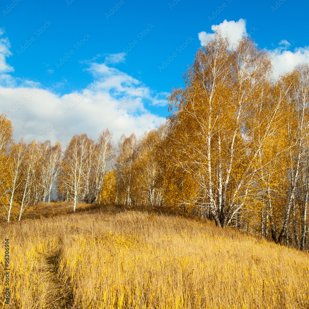 Fototapeta premium autumn landscape