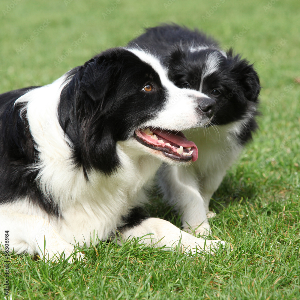 Border collie with puppies