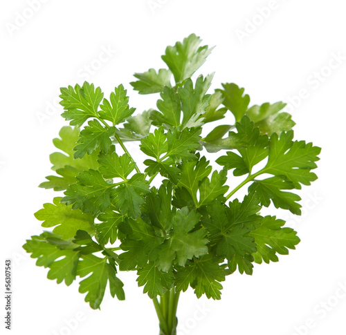 Bunch of fresh parsley isolated on a white background.