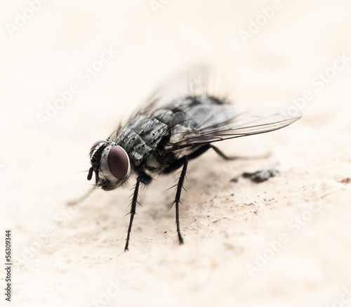 House fly © Nneirda