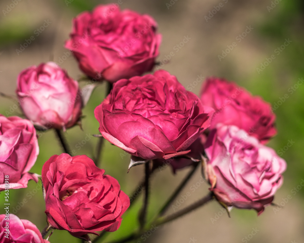 Flowers roses in the garden. Flowers roses in the garden.