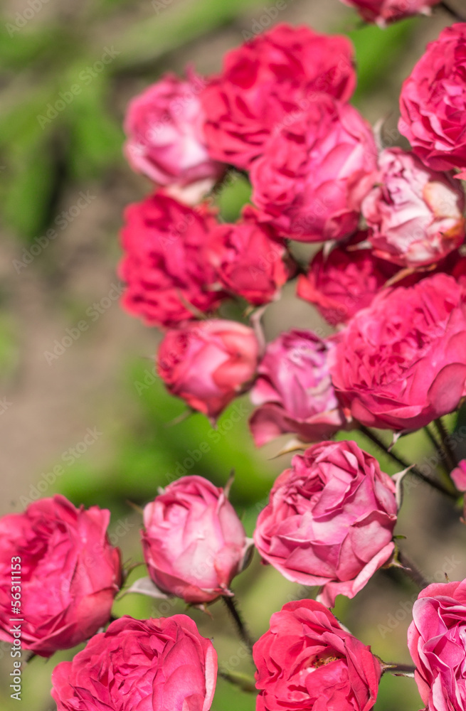 Flowers roses in the garden.