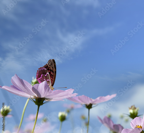 Fototapeta Naklejka Na Ścianę i Meble -  Wild daisies in the nature