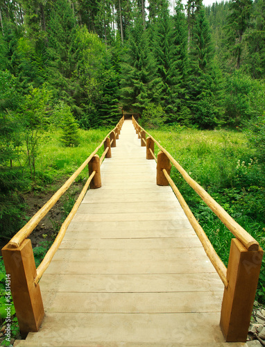 Wooden bridge leading into the green spruce forest