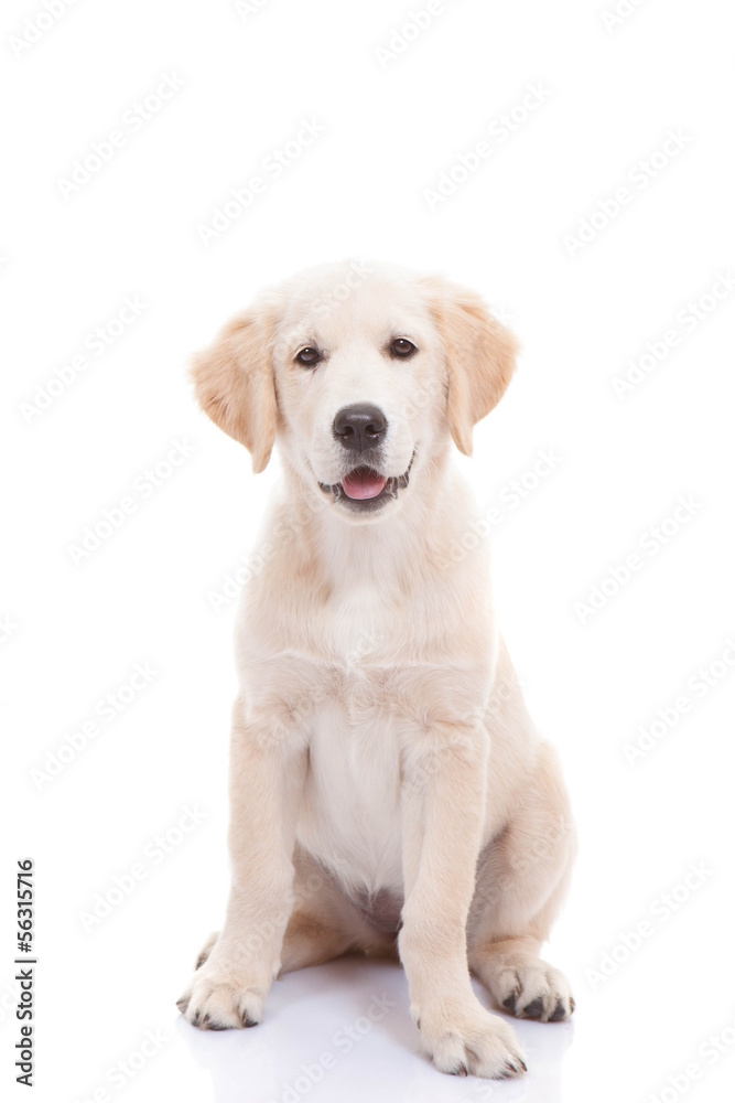 Golden labrador retriever puppy