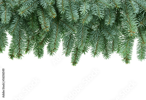 christmas tree branches isolated on white