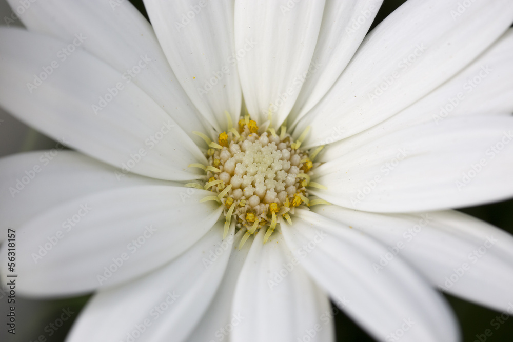 Flor Margarita Blanca Flor Margarita Blanca
