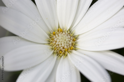 Flor Margarita Blanca