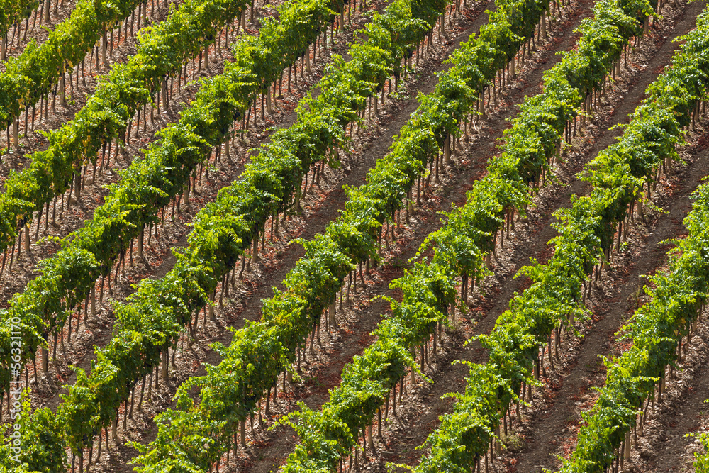 vineyards in fall vineyards in fall