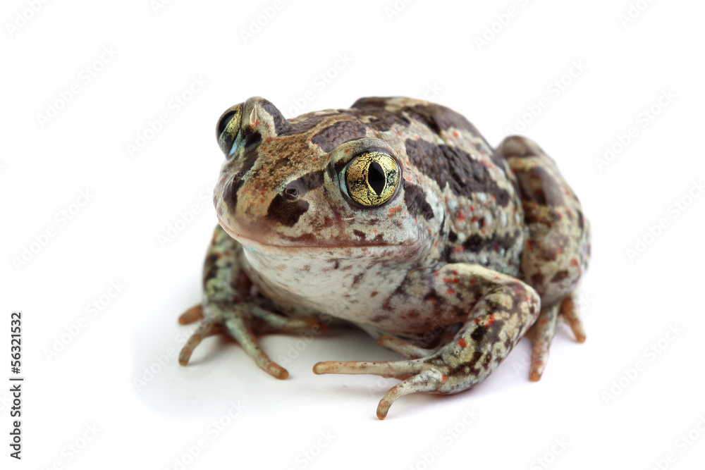Naklejka premium Toad with golden eyes on white