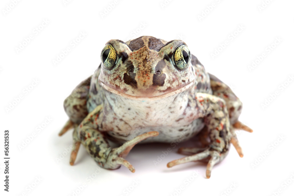 Naklejka premium Toad with golden eyes on white
