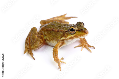 Green frog isolated on white