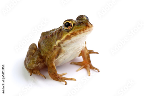 Marsh frog on white looking up