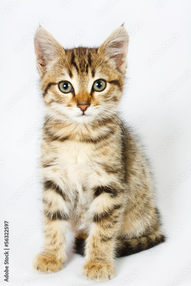 kitten sitting on white background kitten sitting on white background