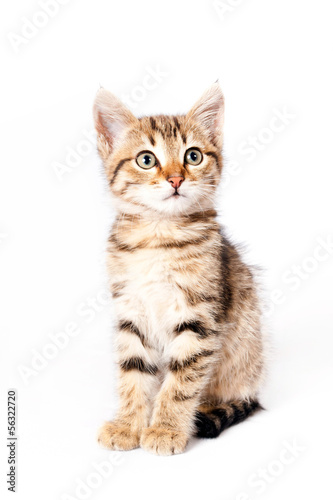 kitten sitting on white background