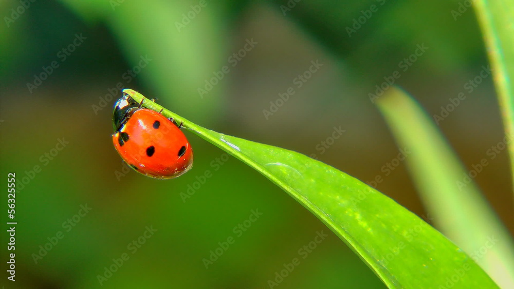 Red Ladybug (Coccinellidae) on green leaf Red Ladybug (Coccinellidae) on green leaf