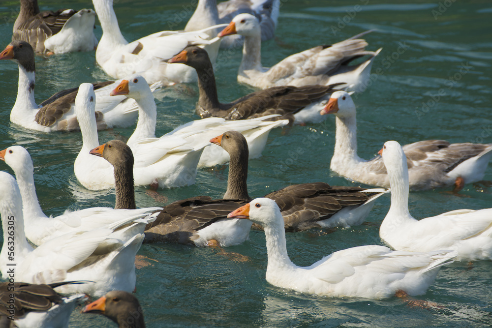 Obraz premium Beautiful Ducks