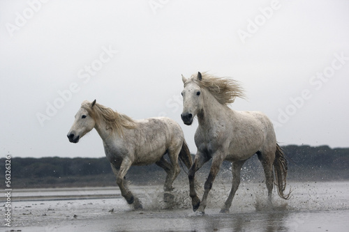 Camargue white horse