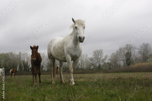Camargue white horse © Erni