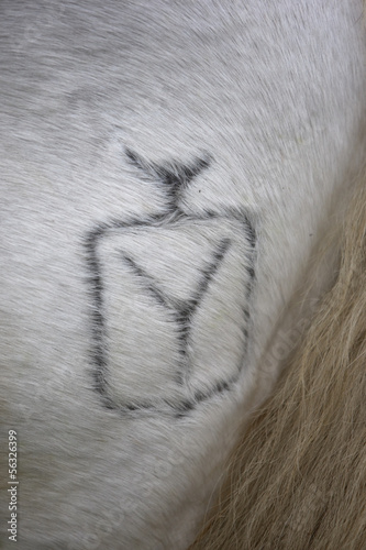 Camargue white horse