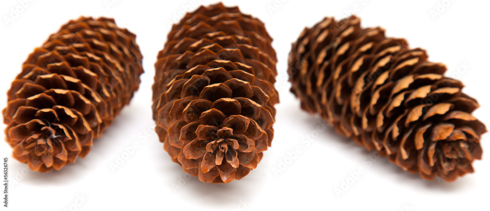 spruce cones isolated on white spruce cones isolated on white