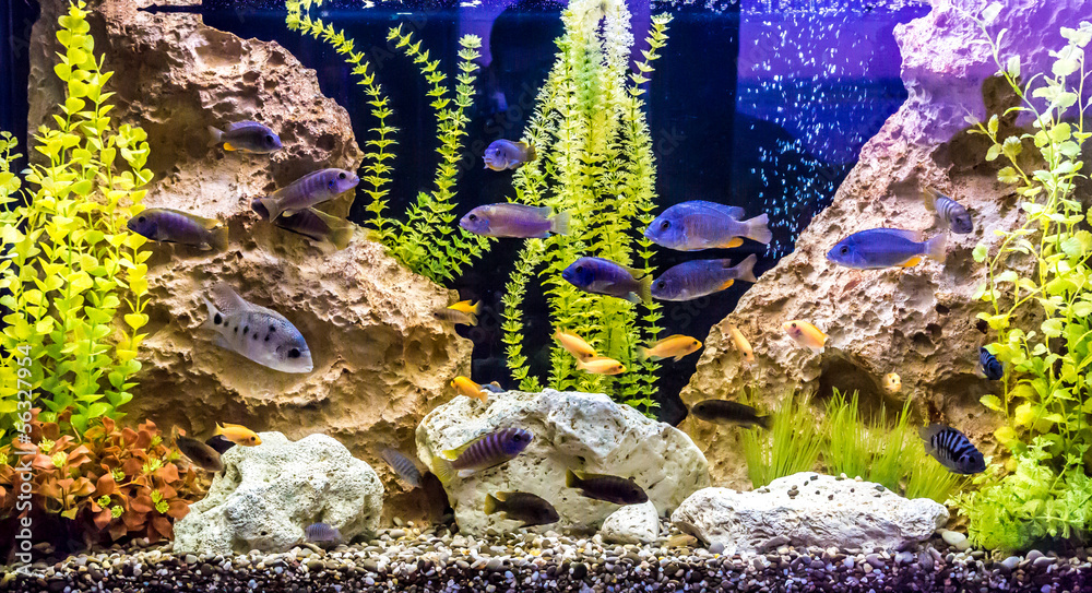 Fototapeta premium Ttropical freshwater aquarium with fishes