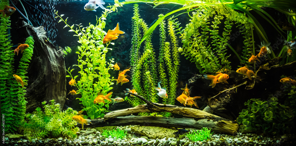 Obraz premium Ttropical freshwater aquarium with fishes