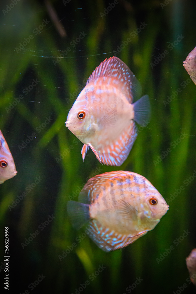 Fototapeta premium Aquarium with tropical fish of the Symphysodon discus spieces