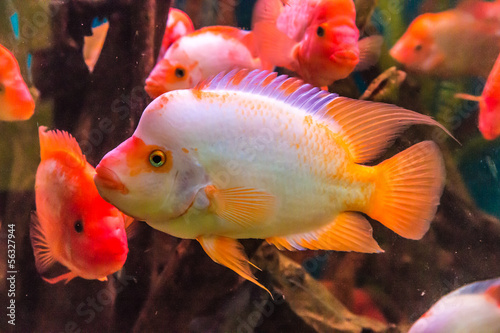 Ttropical freshwater aquarium with fishes