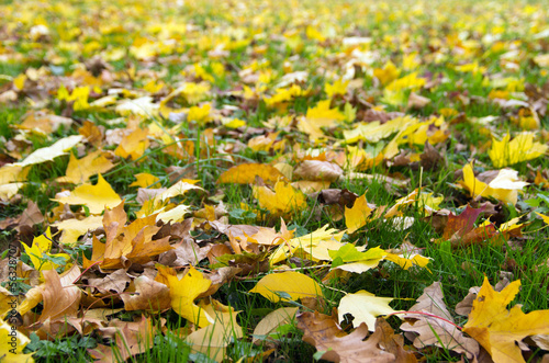 Fototapeta autumn leaves