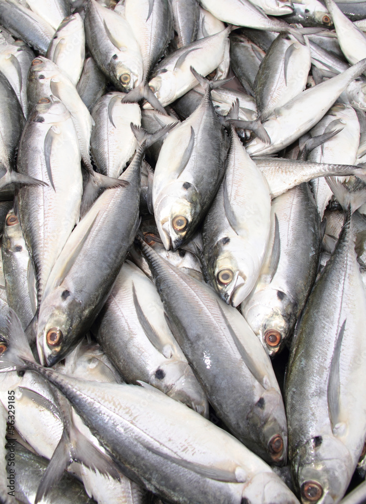 Fresh fish Fresh fish
