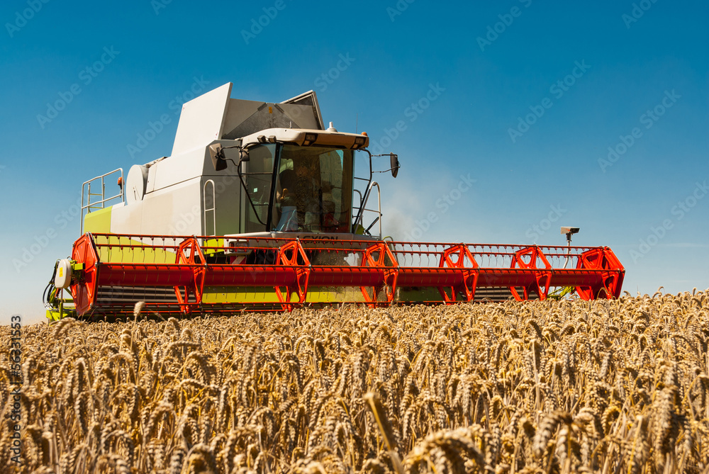 Fototapeta premium Mähdrescher im Einsatz