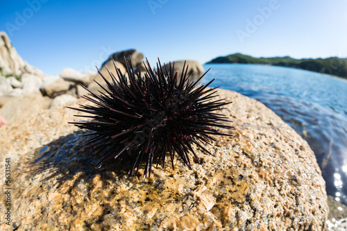 Live sea urchins lie on a rock © Stanislav Komogorov