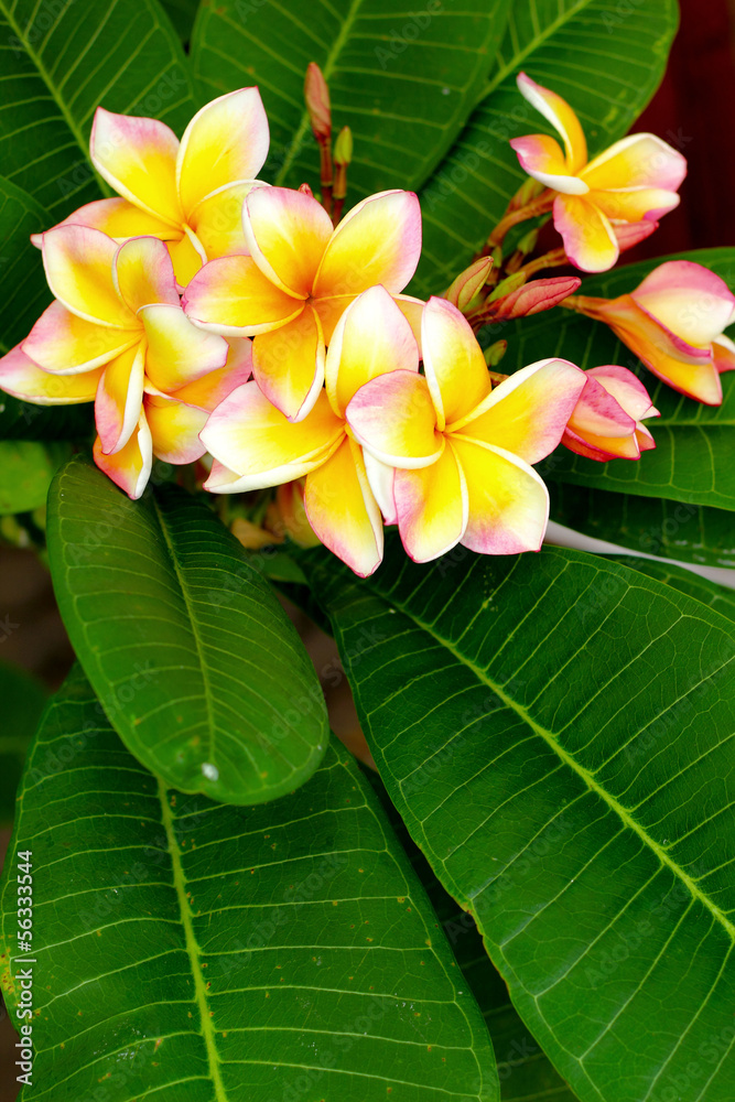 Frangipani flower - pink flowers yellow In nature.