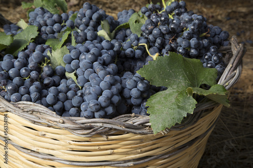 Close-up di un cesto di vimini con uva nera photo