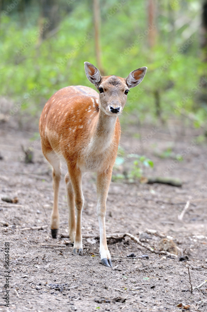 Fallow deer Fallow deer
