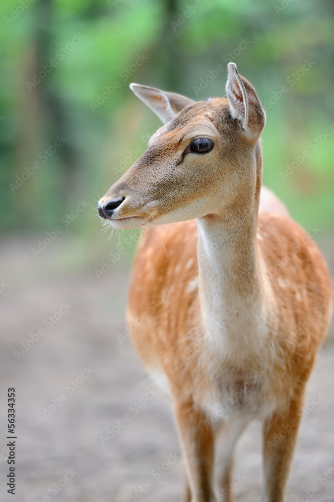 Fallow deer