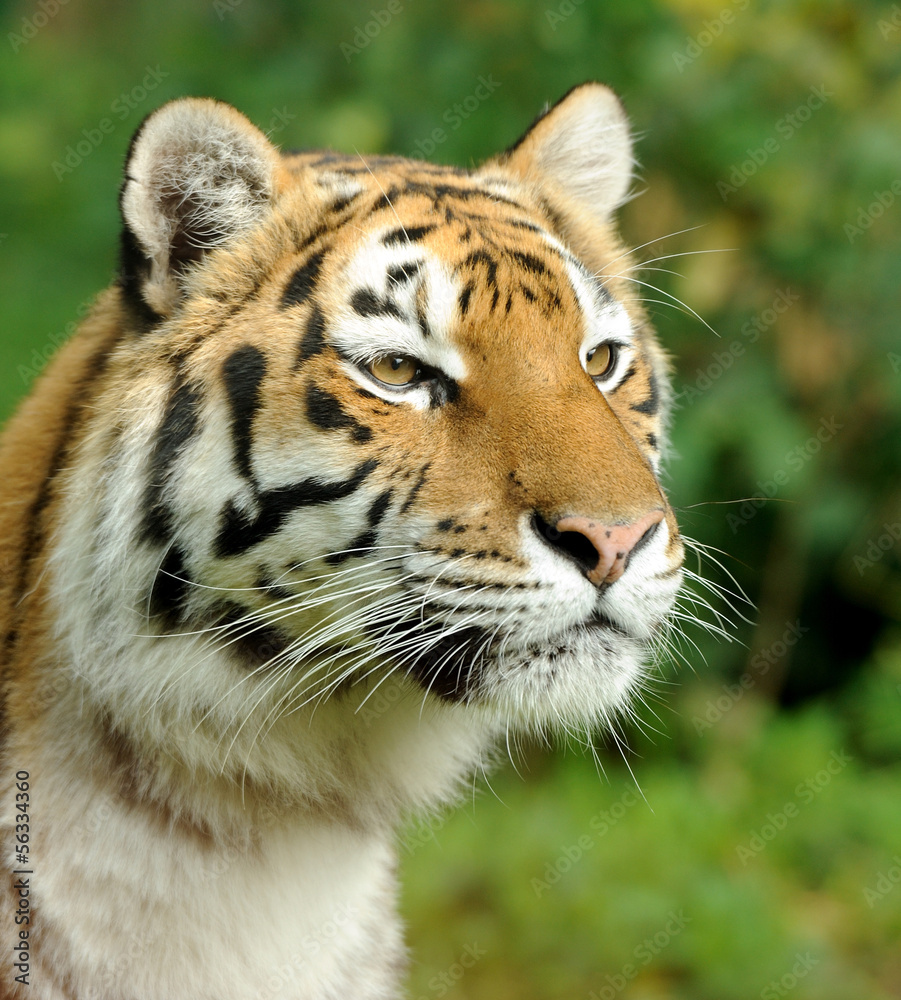 Fototapeta premium Tiger