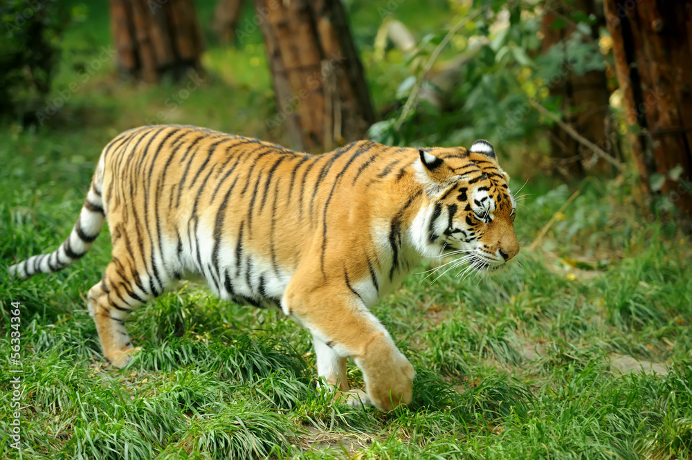 Tiger Tiger