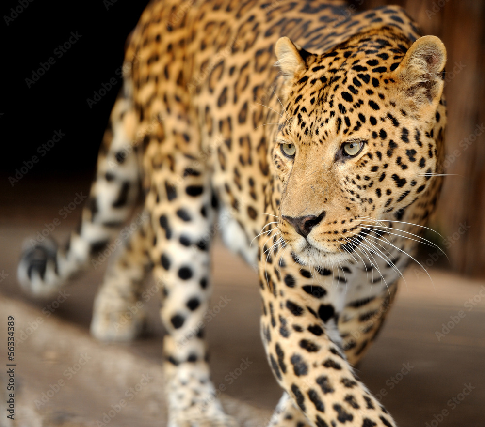 Leopard Leopard