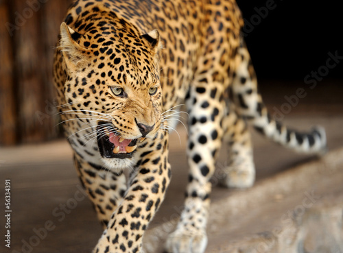 Leopard © byrdyak