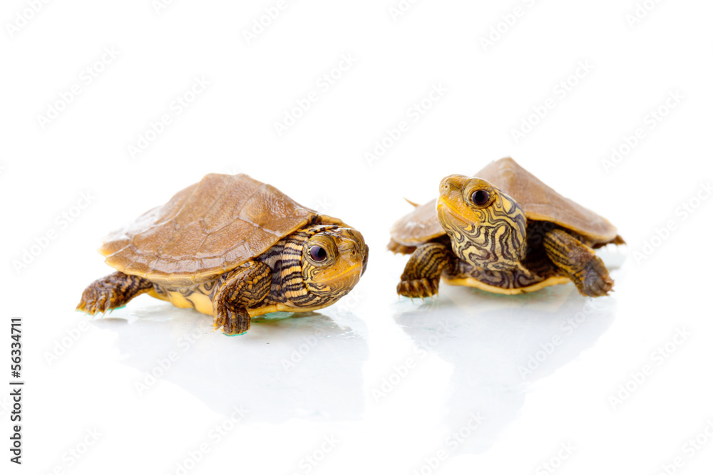 Naklejka premium Baby turtles