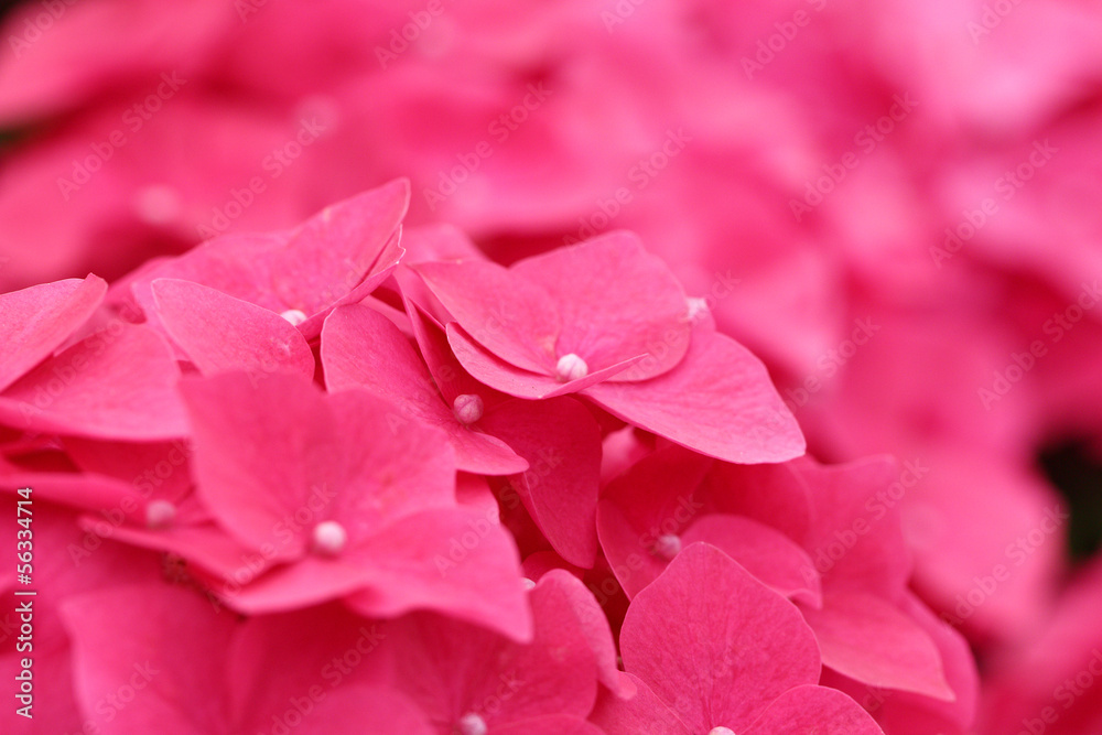 Pink hydrangea flower