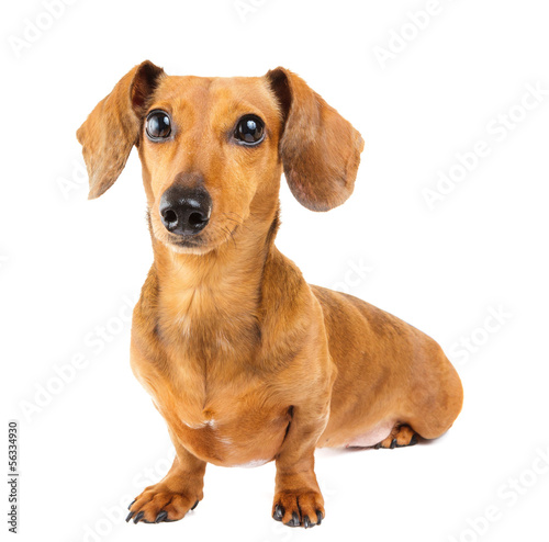 Dachshund Dog